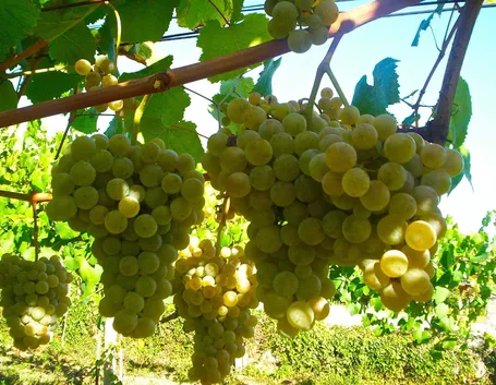 Chardonnay