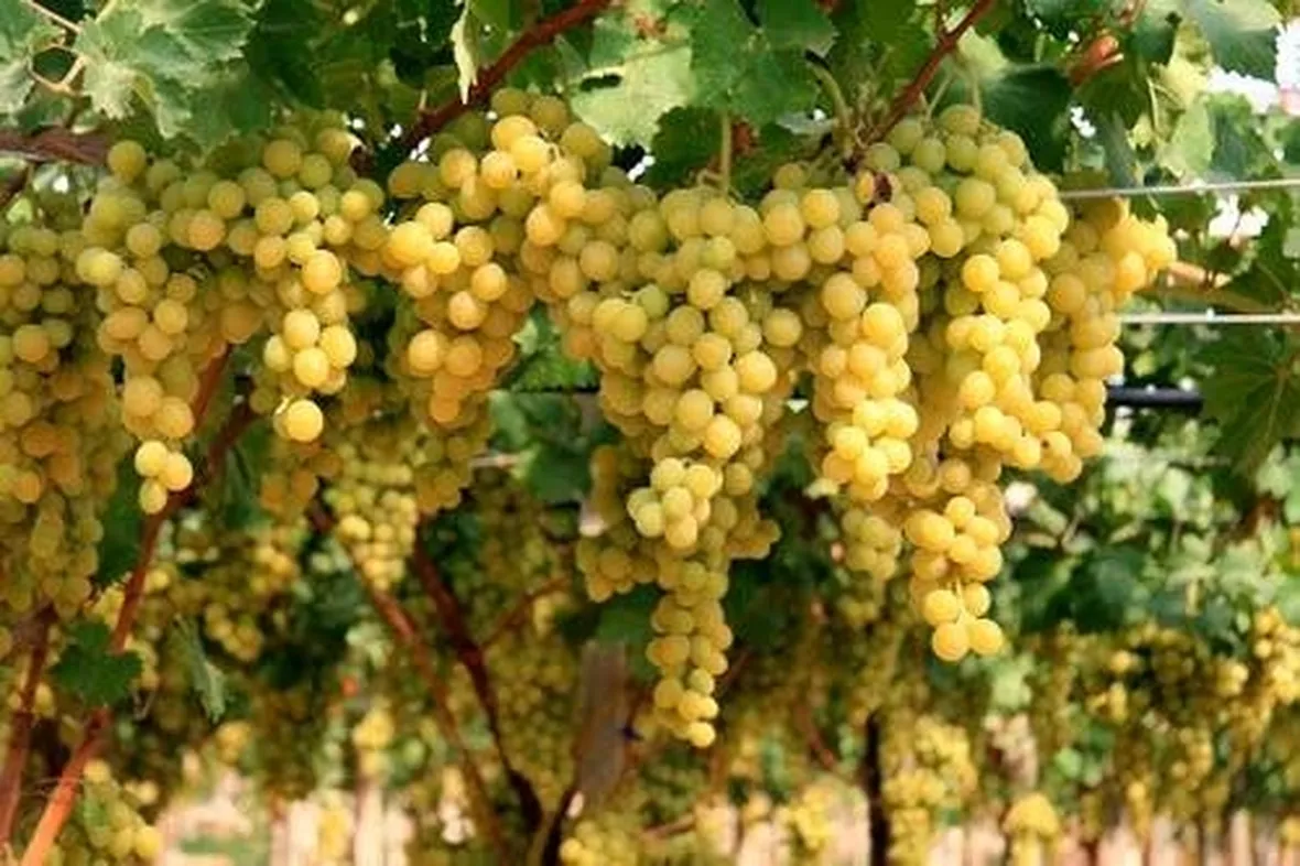 Uva mazzarrone