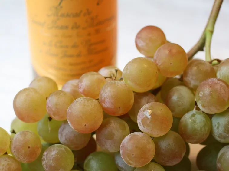 moscato francese