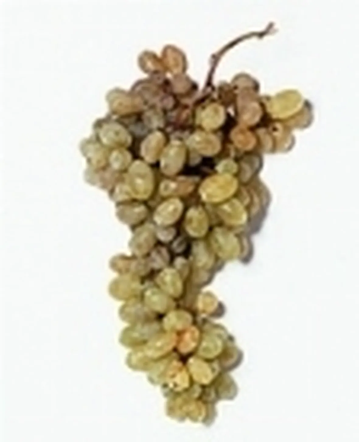 uva pizzutella