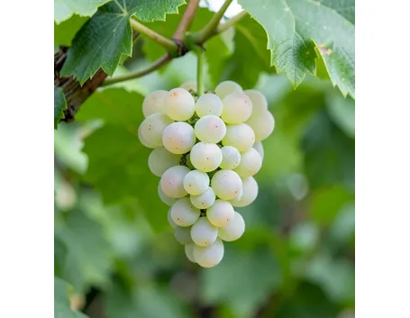 Prosecco