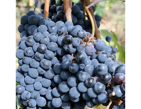 Uva sangiovese