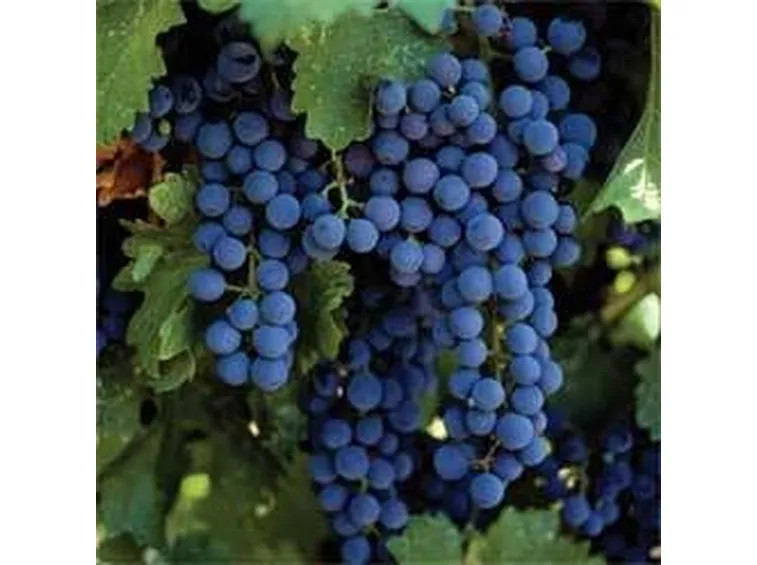 uve montepulciano