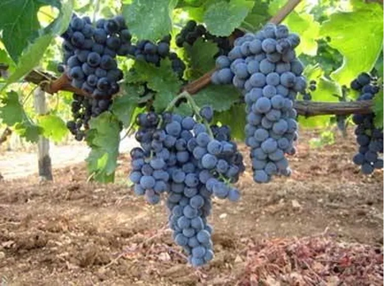 aglianico