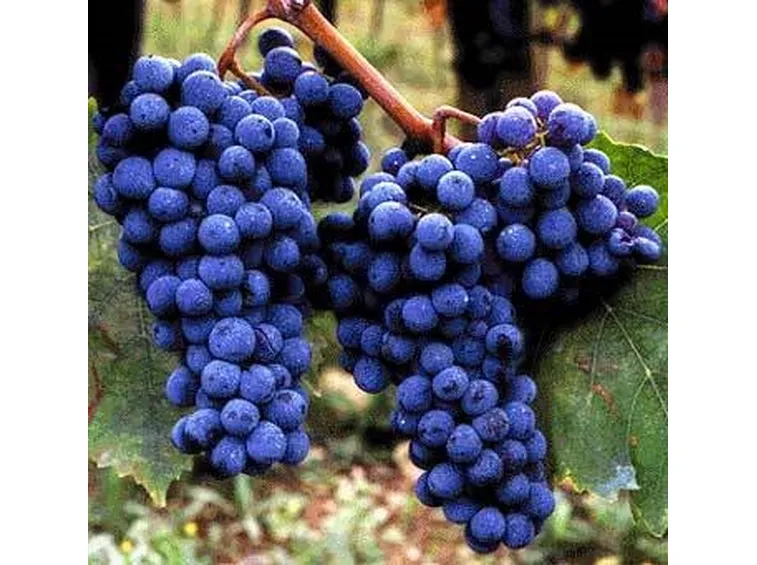 sangiovese