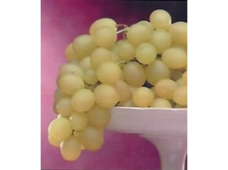 uva da tavola