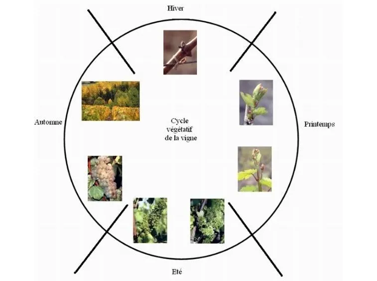 ciclo vegetativo della vigna