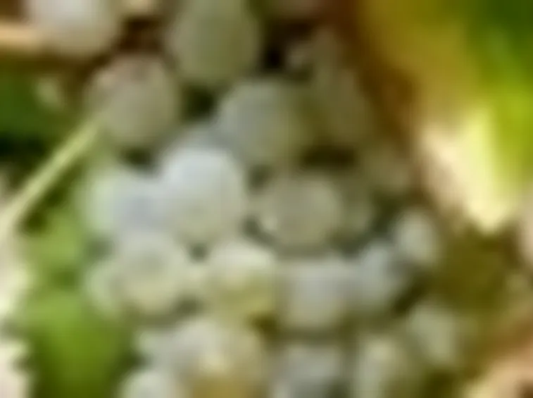 Albarola