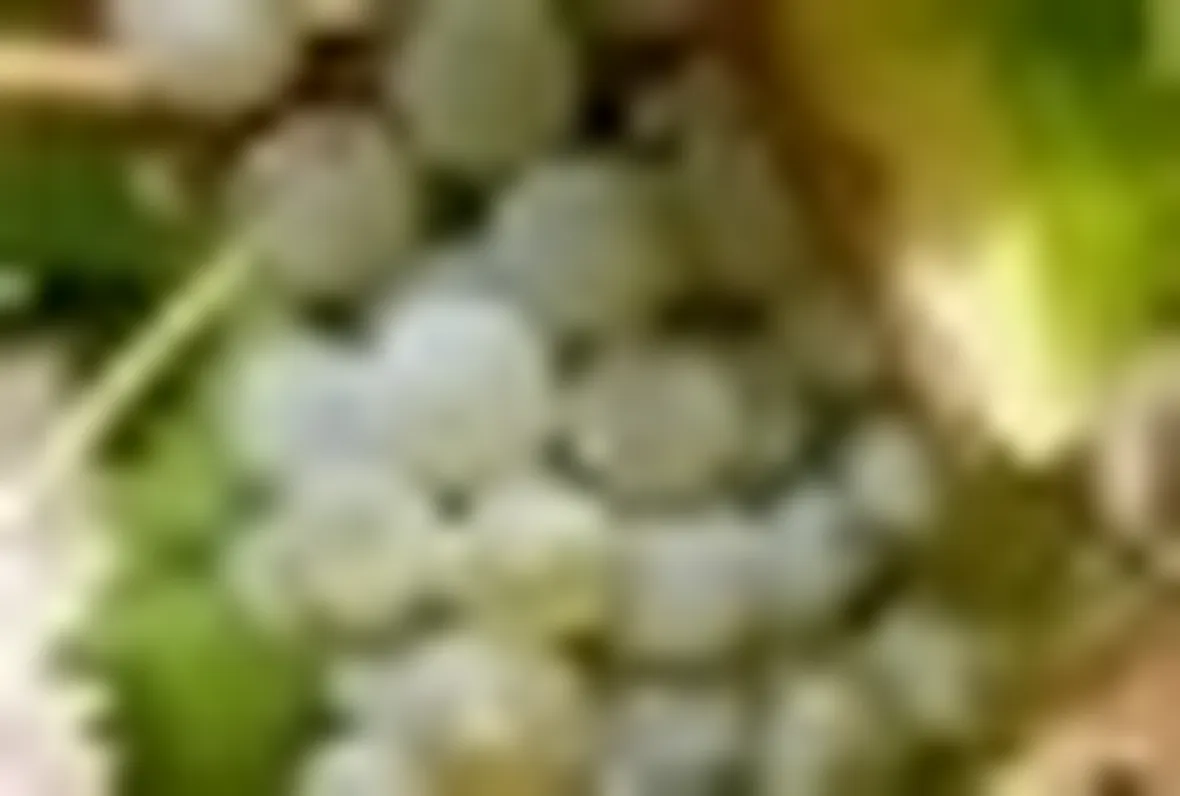 Albarola