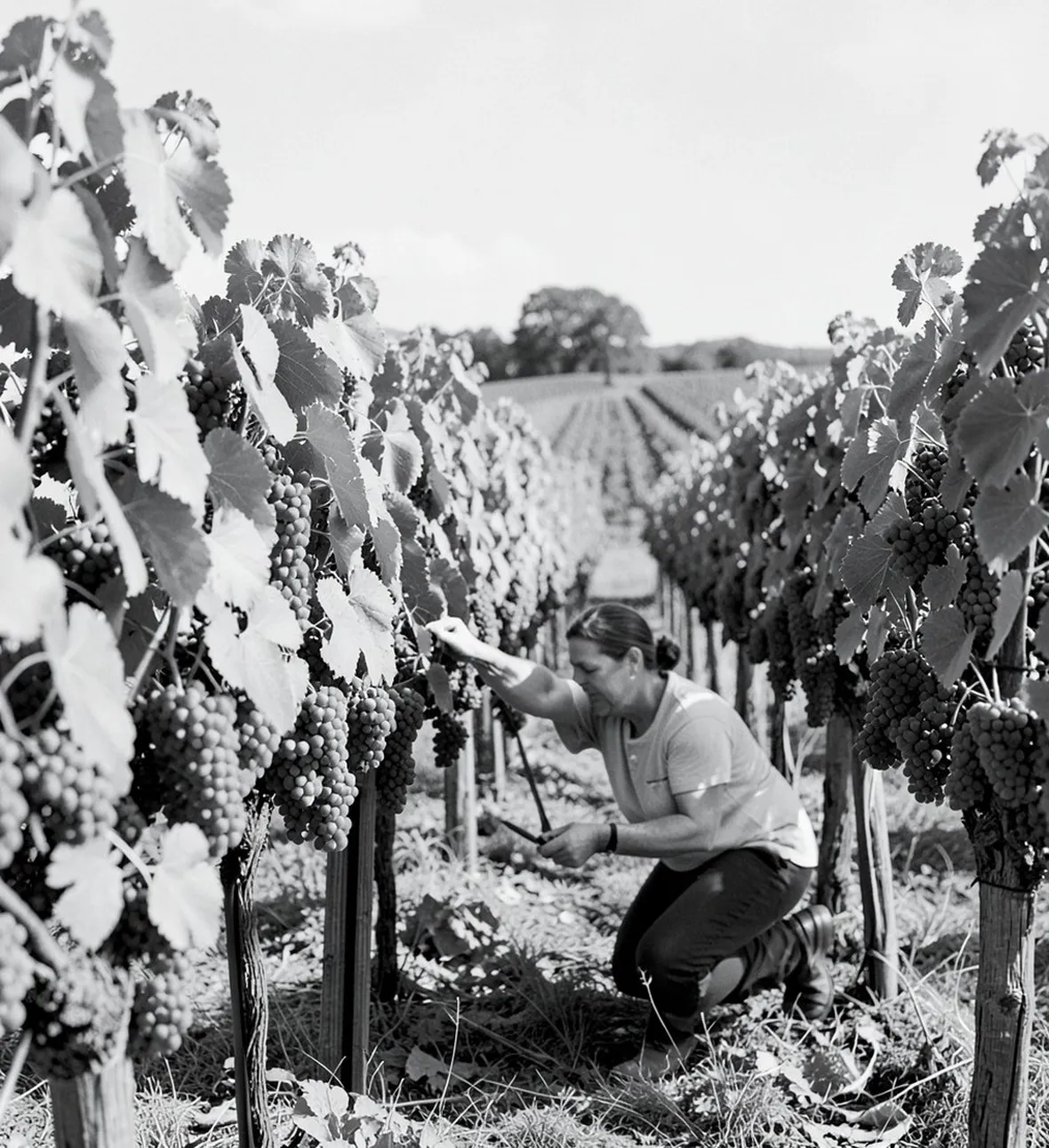 La vendemmia sugli alberi