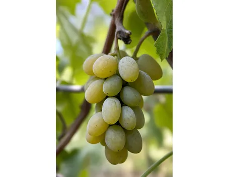 Carricante