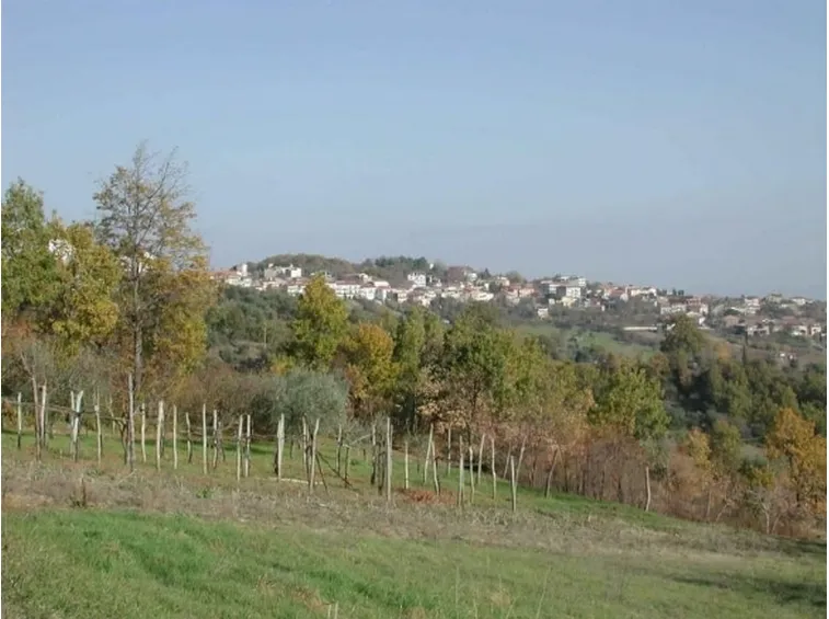 Vigneti