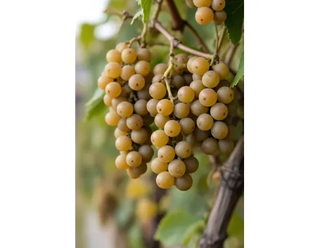 Garganega