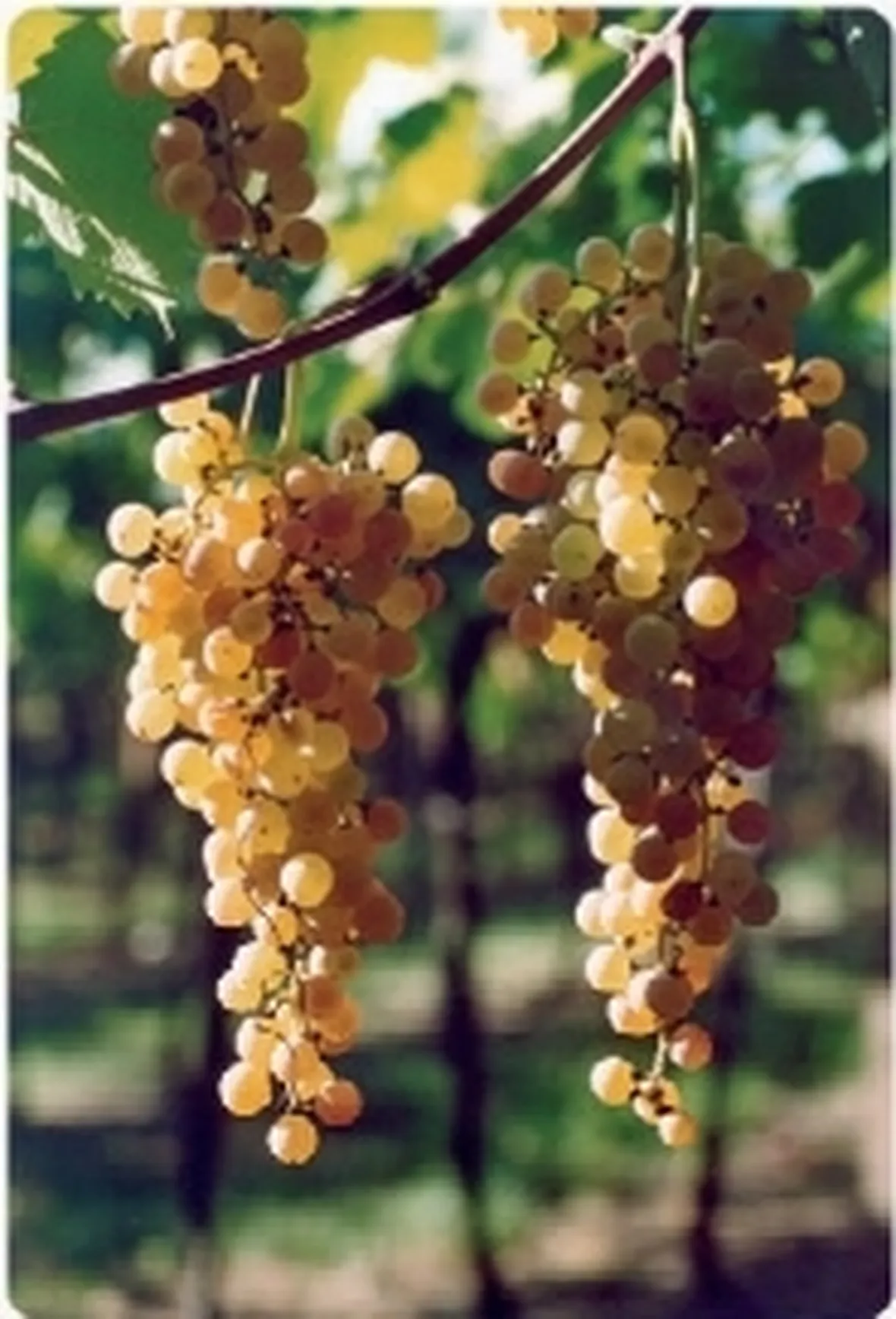 Garganega