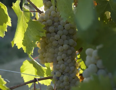 Grechetto