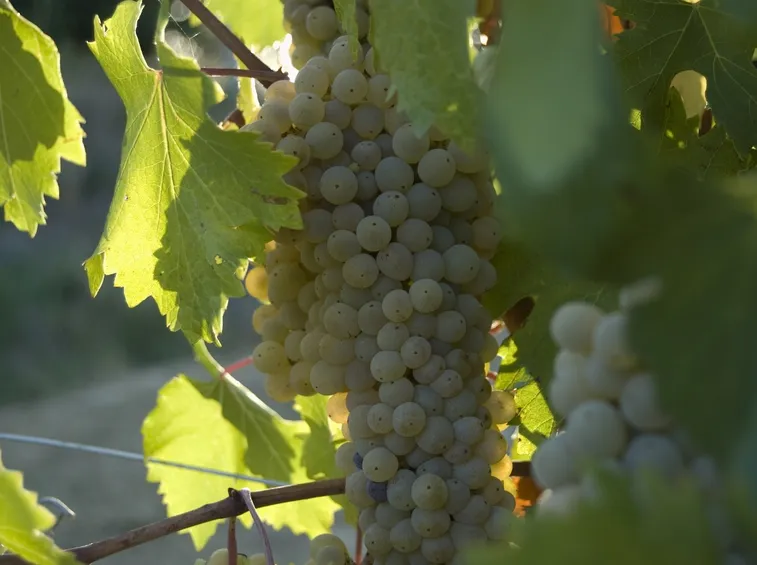 Grechetto