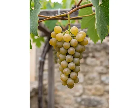 Grillo