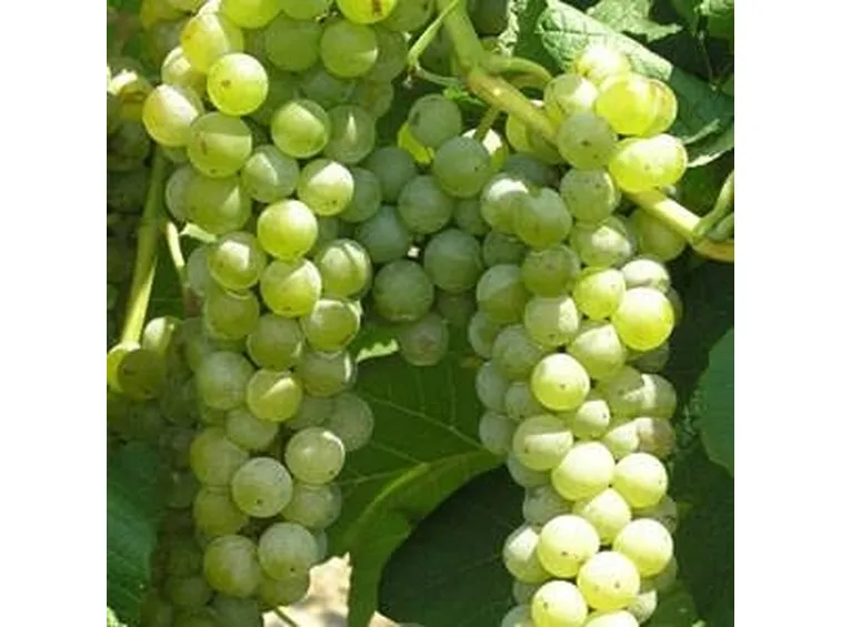 Malvasia Bianca di Candia