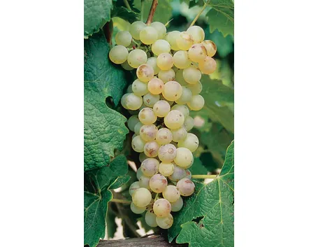 Malvasia Bianca Lunga o del Chianti