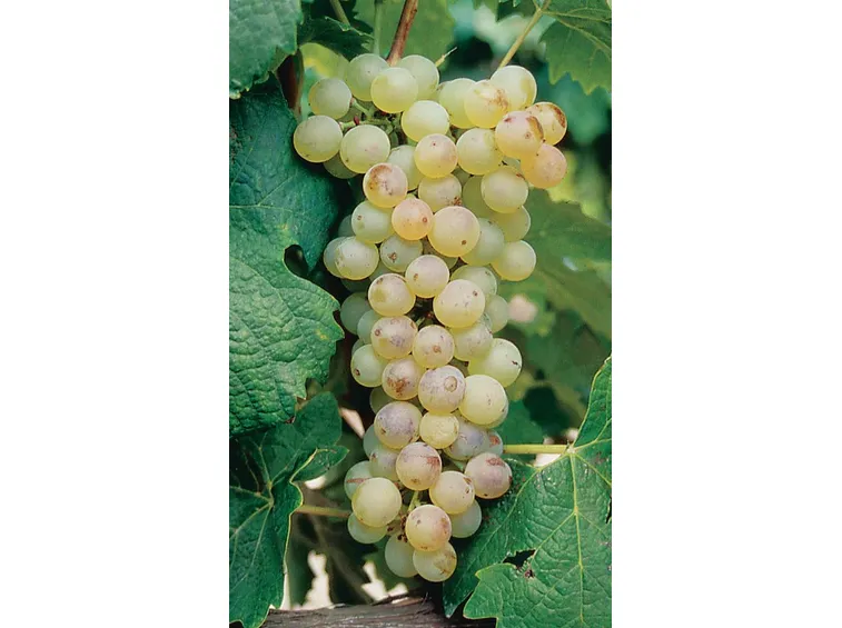 Malvasia Bianca Lunga o del Chianti