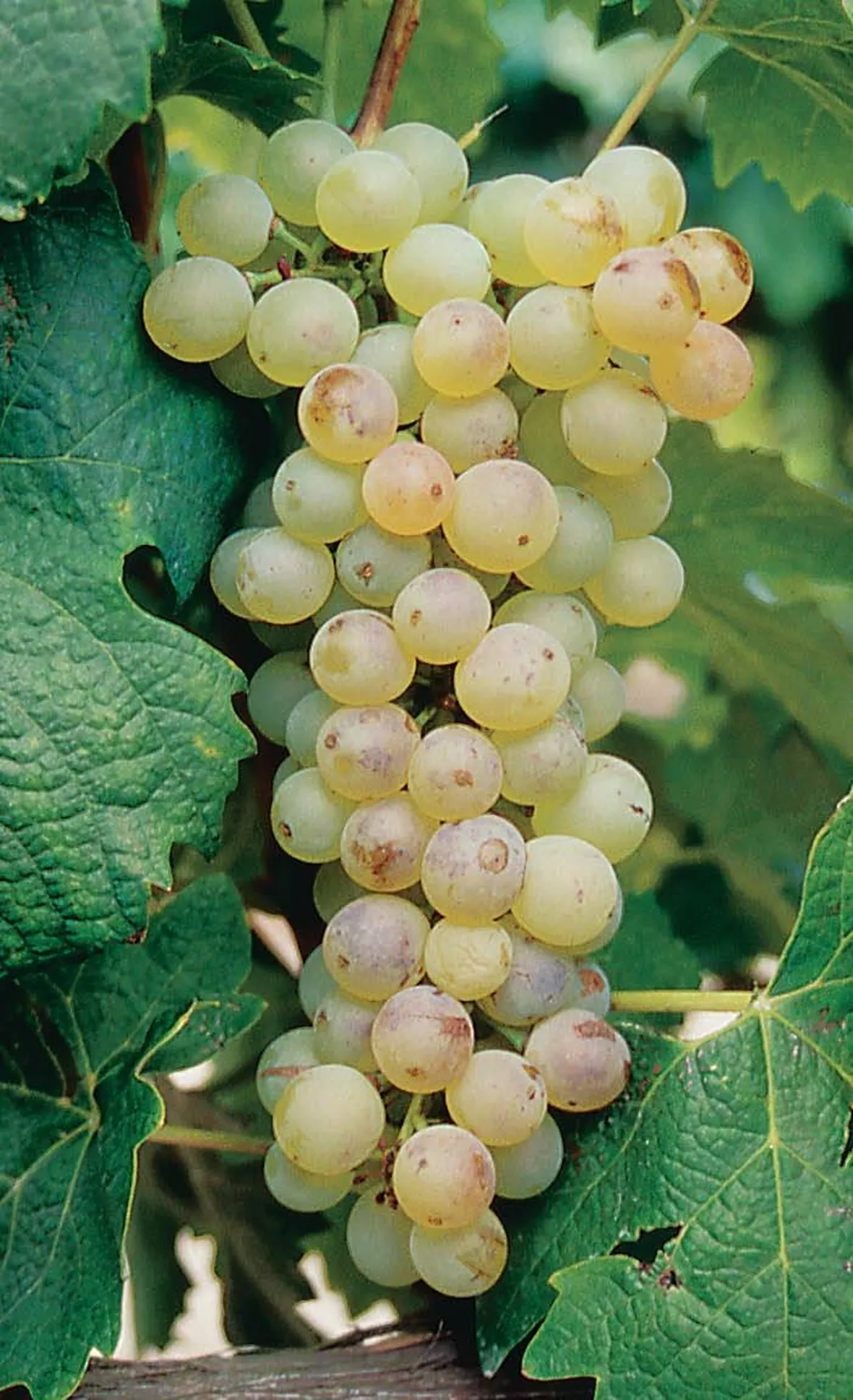 Malvasia Bianca Lunga o del Chianti