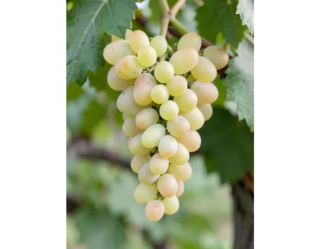 Malvasia del Lazio