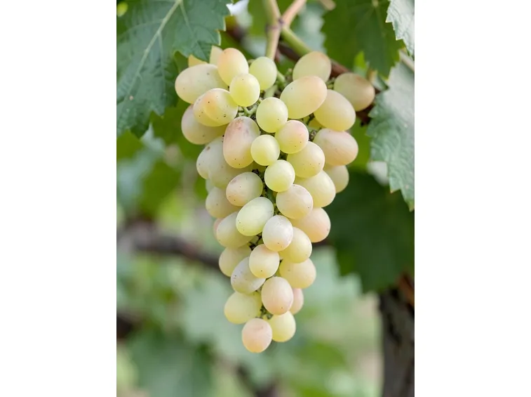 Malvasia del Lazio