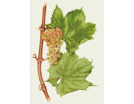 Malvasia di Sardegna