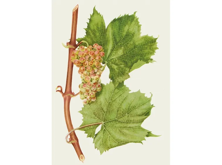 Malvasia di Sardegna