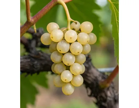 Moscato Bianco