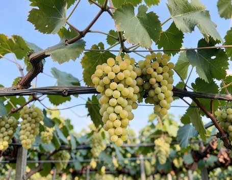 Il Muller Thurgau