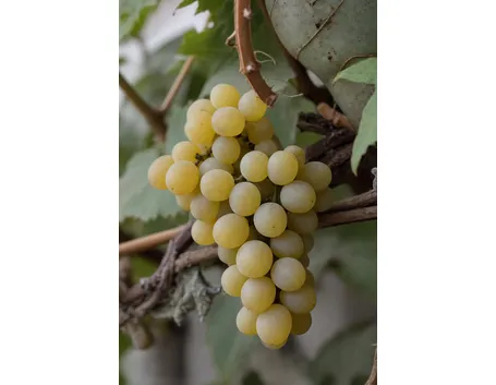 Pecorino