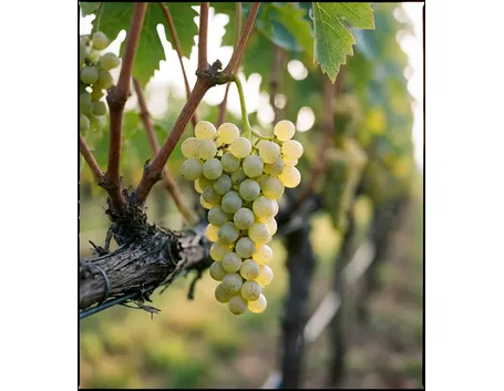 Pinot Bianco