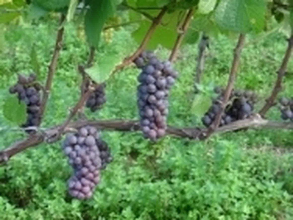 Pinot Grigio