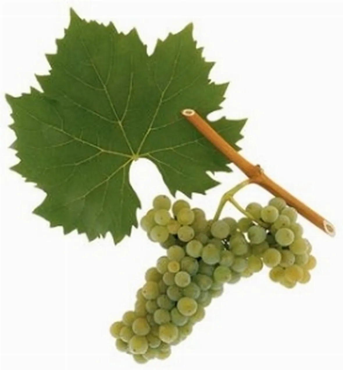 Riesling Italico