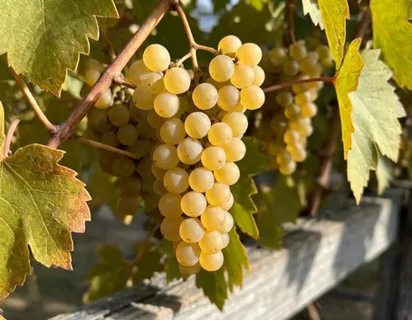 semillon