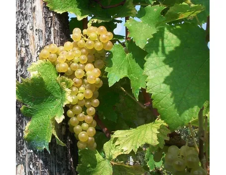 Tocai Friulano