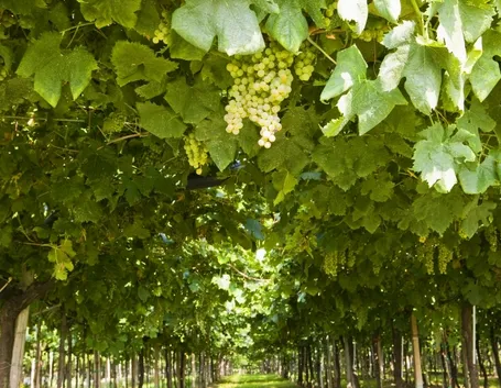 Trebbiano di Soave