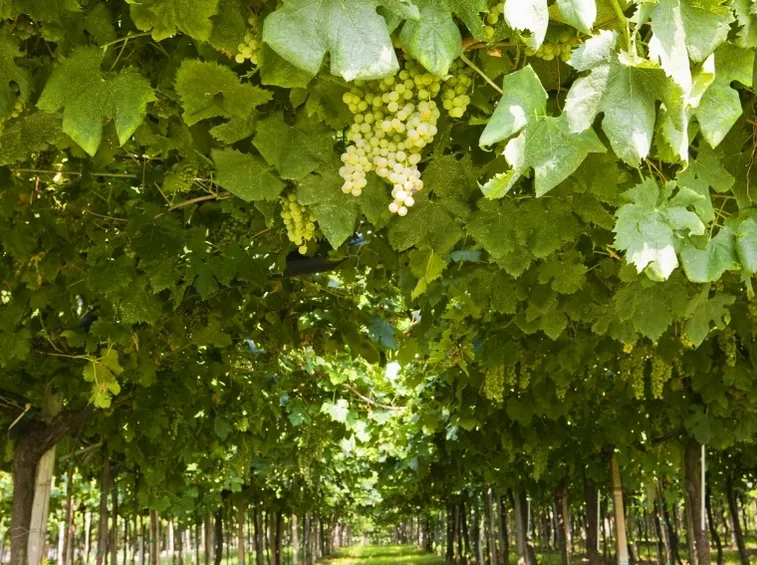 Trebbiano di Soave
