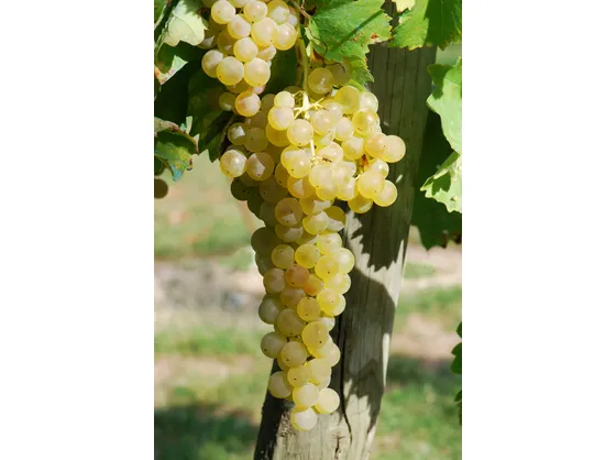 Trebbiano Toscano