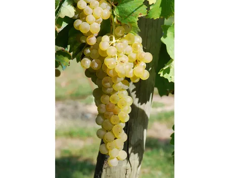 Trebbiano Toscano