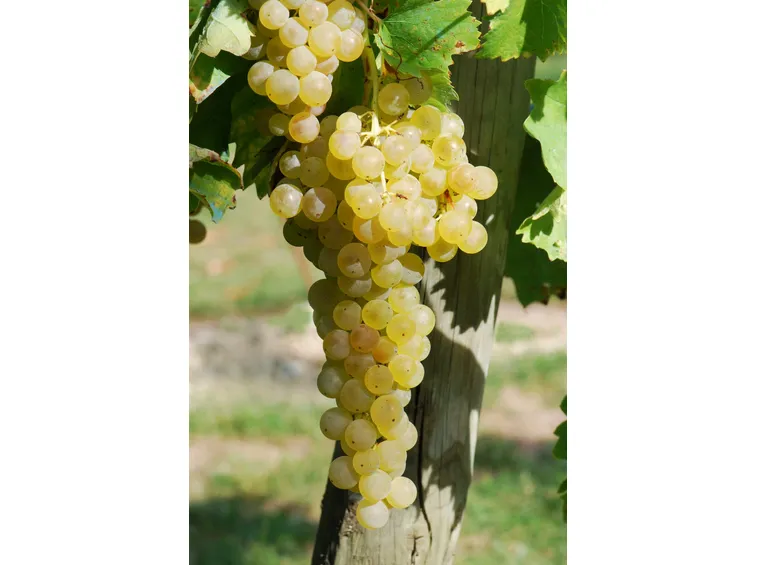 Trebbiano Toscano