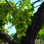 Trebbiano Verde