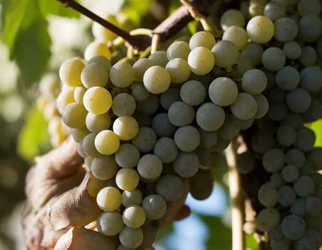 Verdicchio