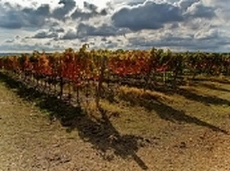 Vigneti del Verdicchio