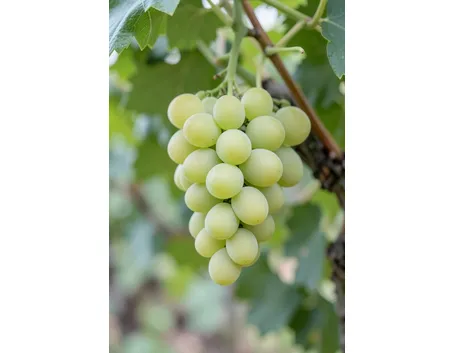 vermentino