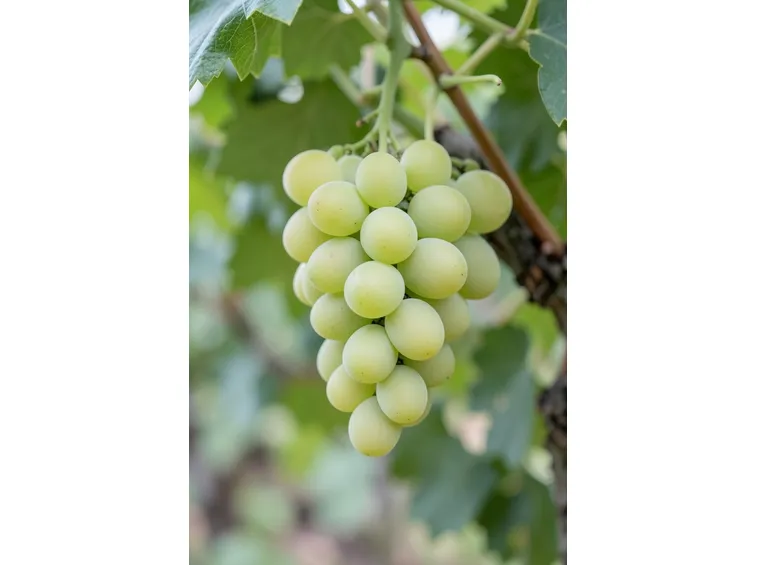 vermentino