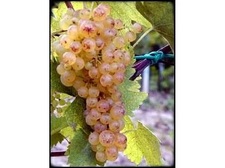 vernaccia