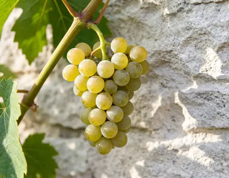 Che cosa sono i vitigni bianchi PIWI e da dove arrivano