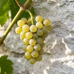 Che cosa sono i vitigni bianchi PIWI e da dove arrivano